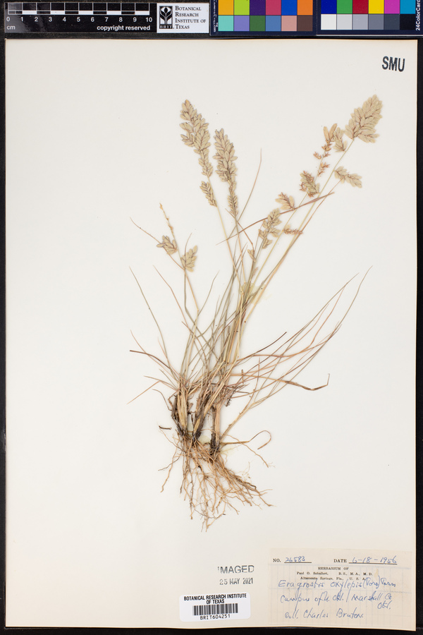 Eragrostis secundiflora image