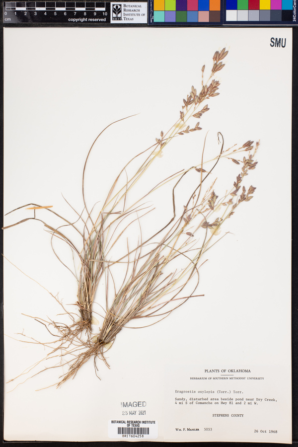 Eragrostis secundiflora image