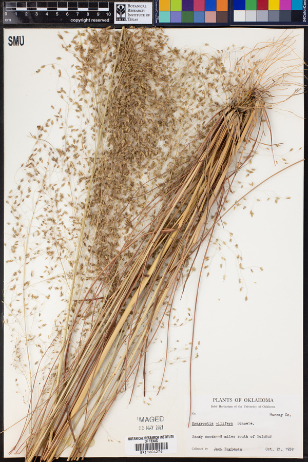 Eragrostis trichodes image