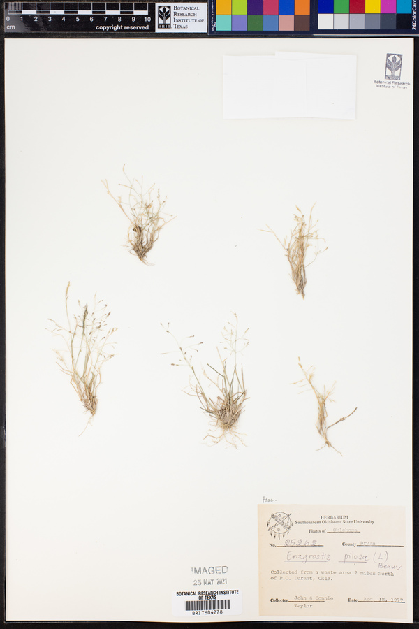 Eragrostis pilosa image