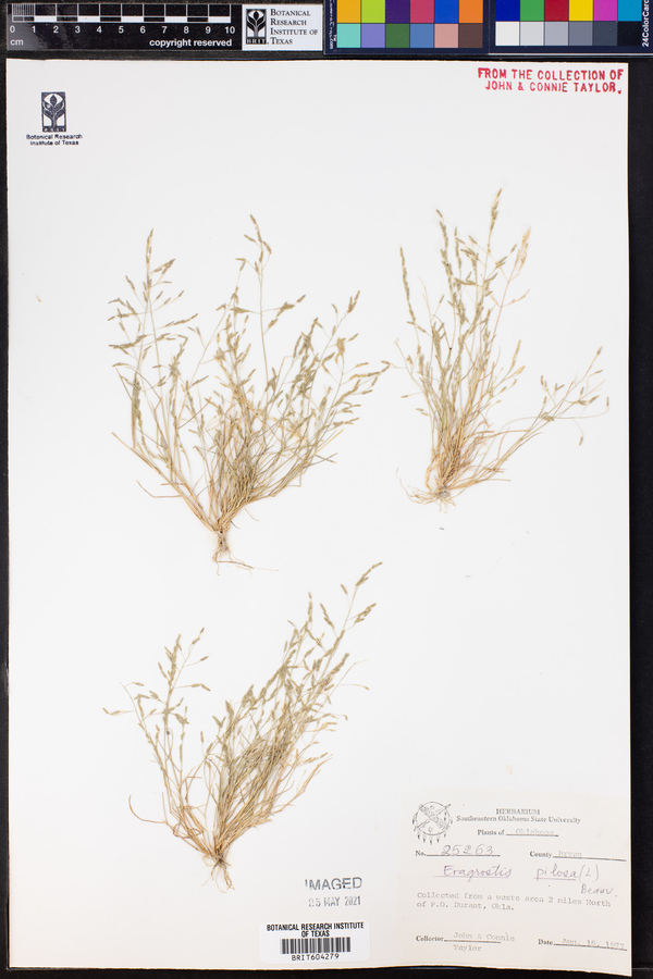Eragrostis pilosa image
