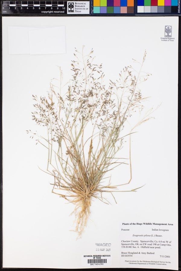 Eragrostis pilosa image