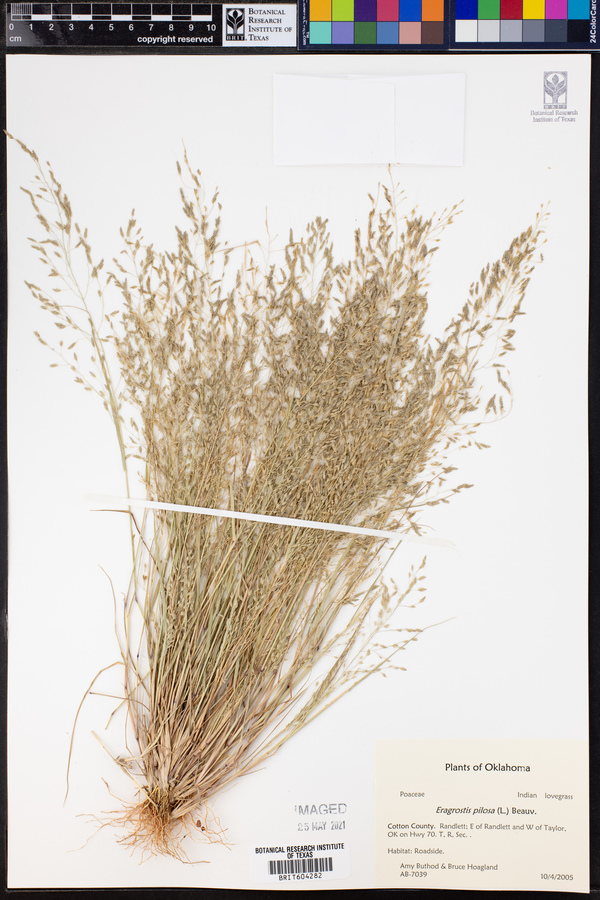 Eragrostis pilosa image