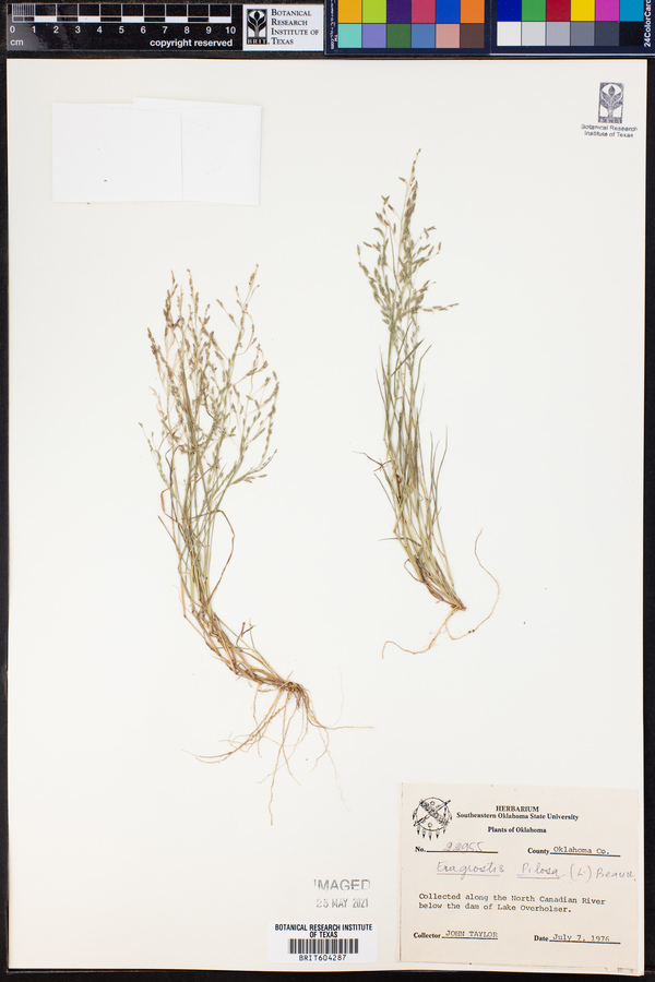 Eragrostis pilosa image