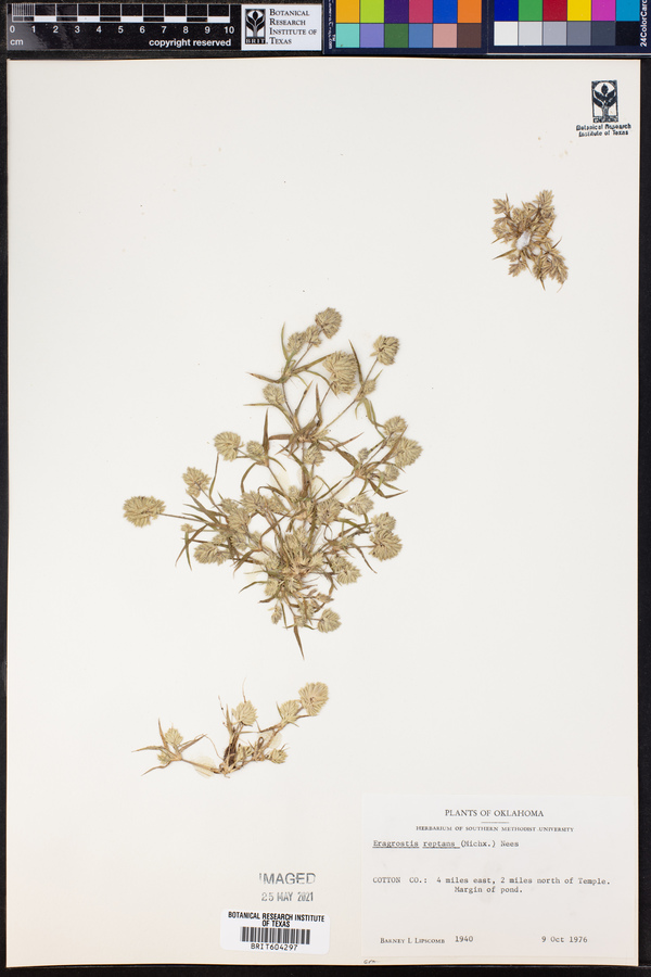 Neeragrostis reptans image