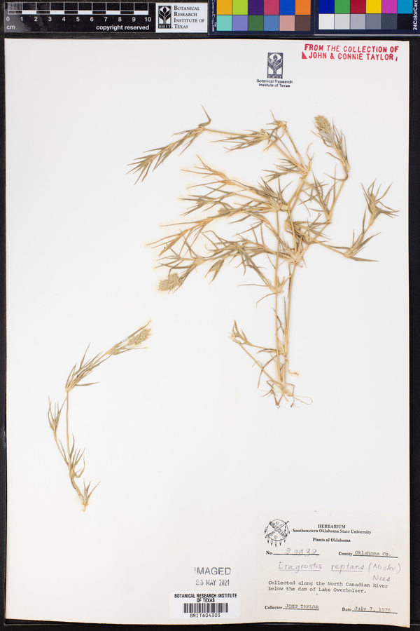 Neeragrostis reptans image