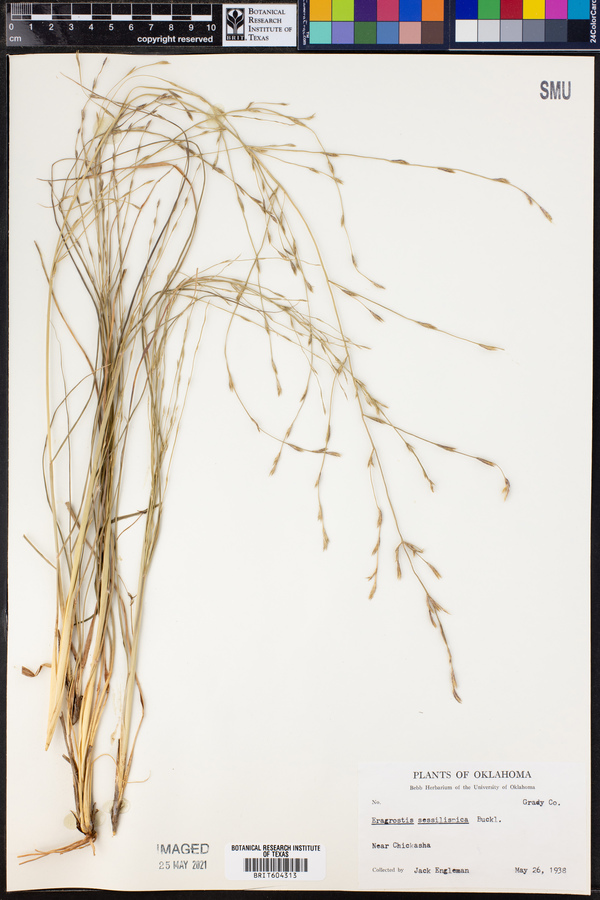 Eragrostis sessilispica image