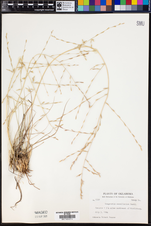 Eragrostis sessilispica image
