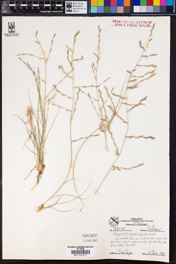 Eragrostis sessilispica image