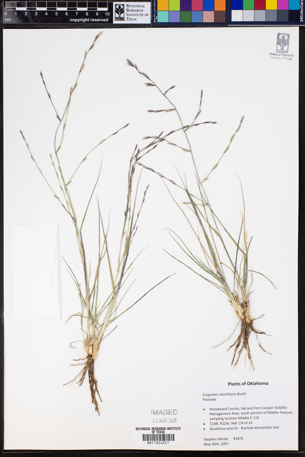 Eragrostis sessilispica image