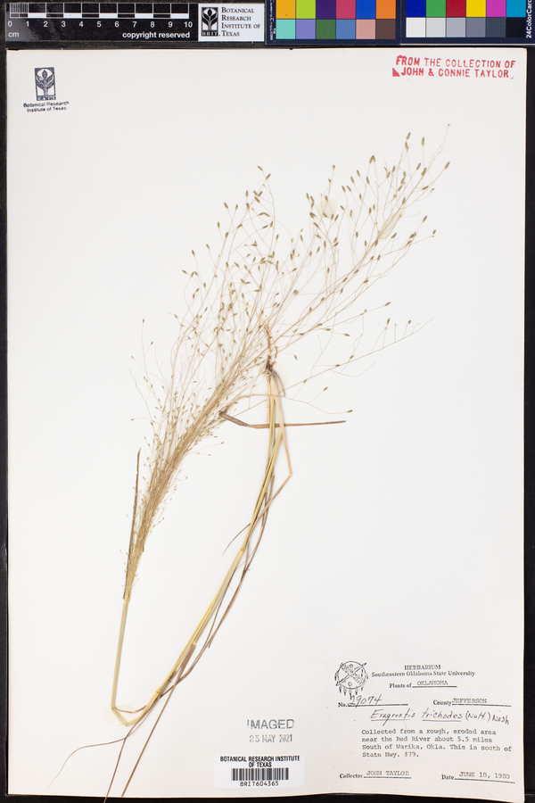 Eragrostis trichodes image