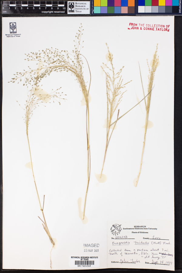 Eragrostis trichodes image