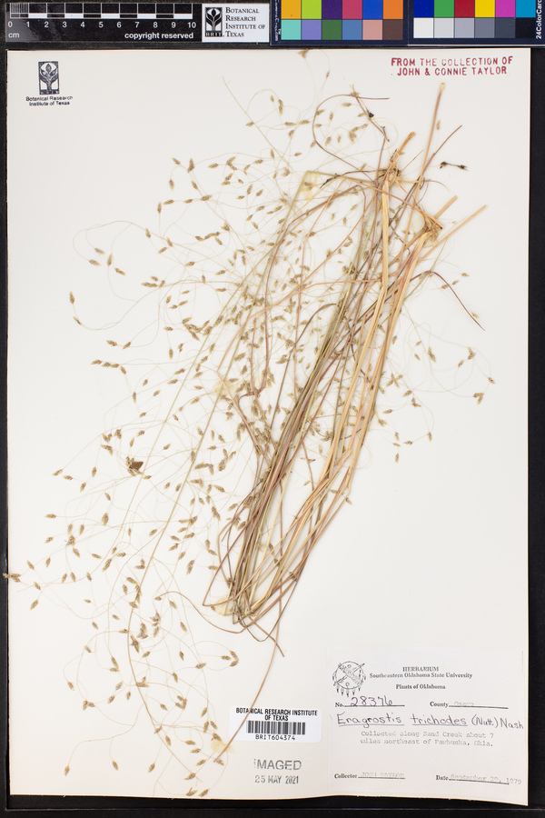 Eragrostis trichodes image