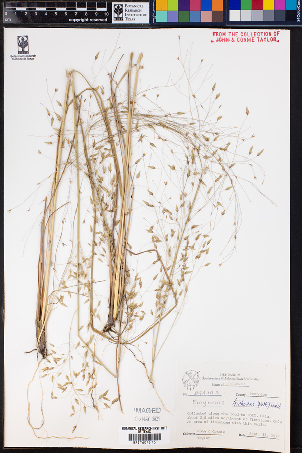 Eragrostis trichodes image