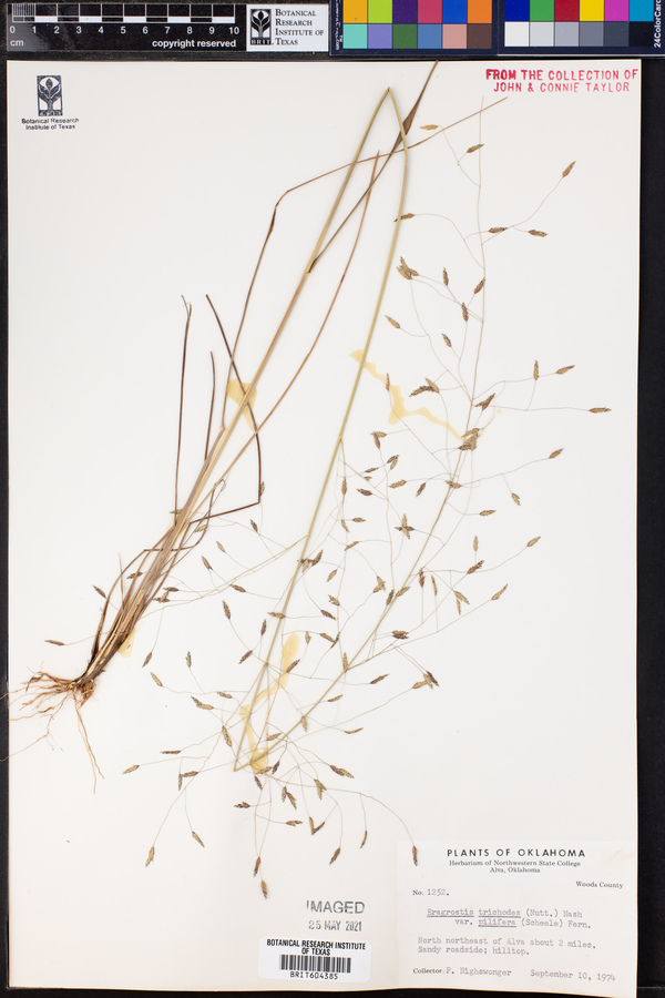 Eragrostis trichodes image