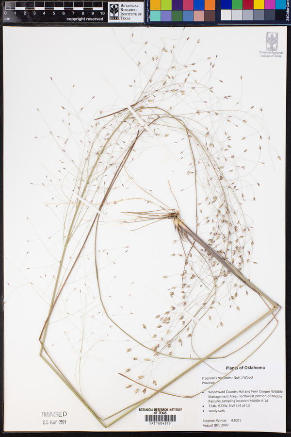 Eragrostis trichodes image