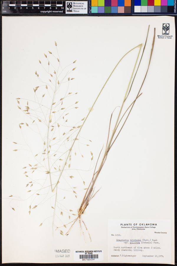 Eragrostis trichodes image