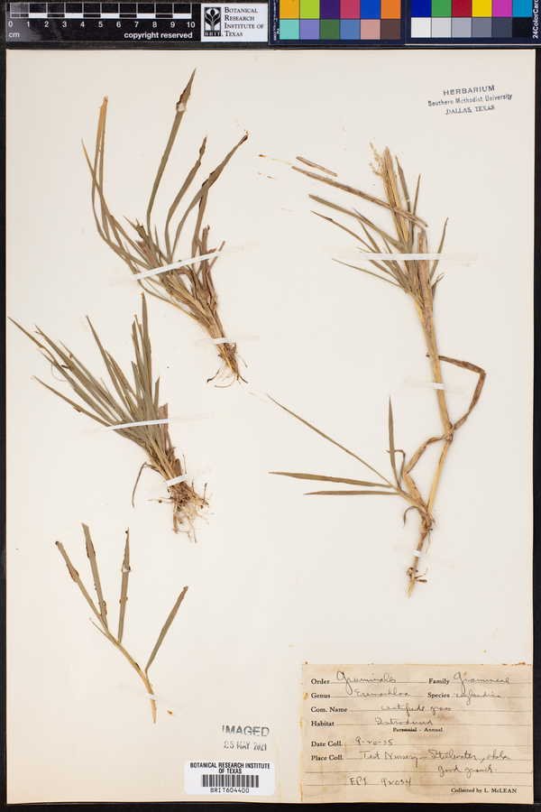 Eremochloa ophiuroides image