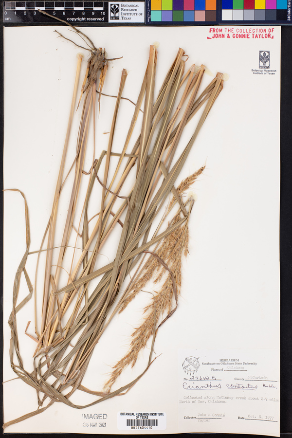 Erianthus contortus image