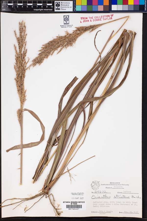 Erianthus strictus image