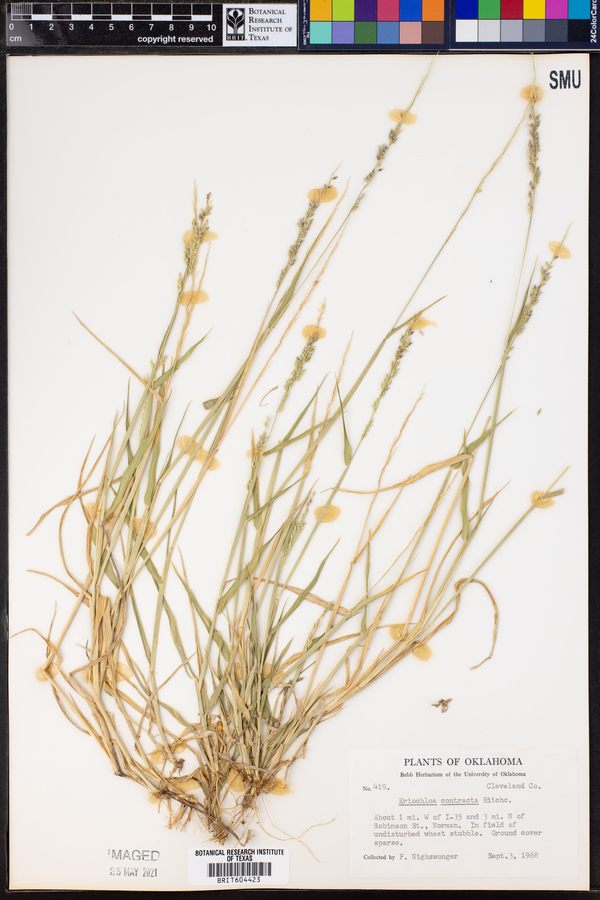 Eriochloa contracta image