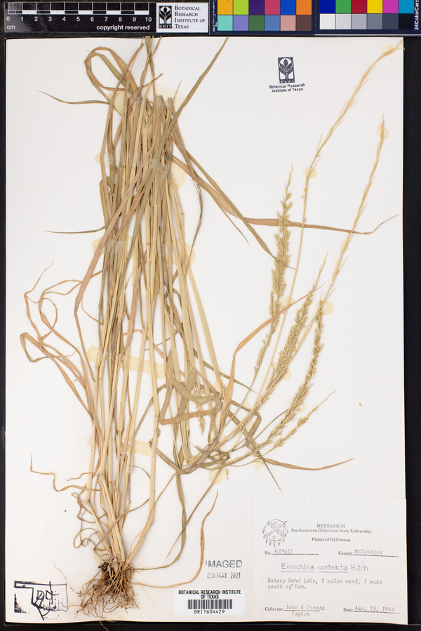 Eriochloa contracta image