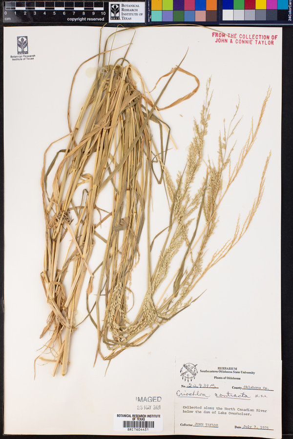 Eriochloa contracta image