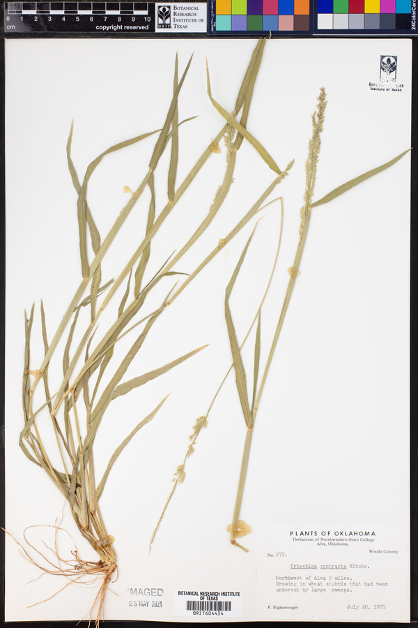 Eriochloa contracta image