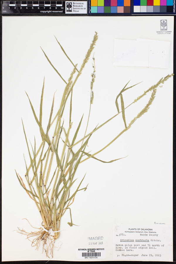 Eriochloa contracta image