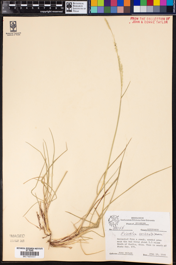 Eriochloa sericea image