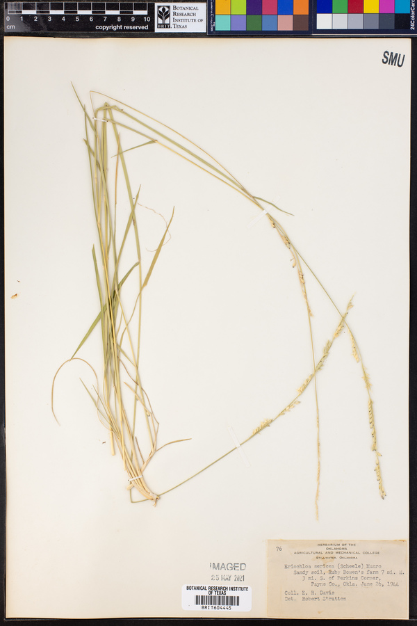 Eriochloa sericea image
