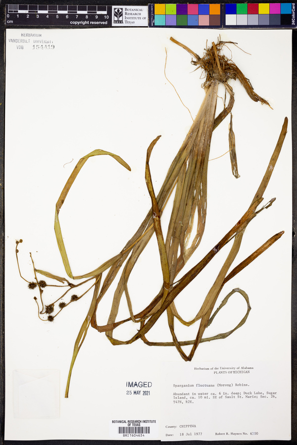 Sparganium fluctuans image