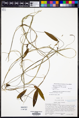 Potamogeton floridanus image