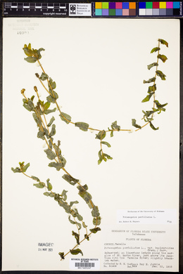 Image of Potamogeton perfoliatus
