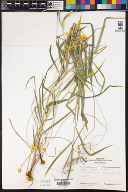 Festuca obtusa image