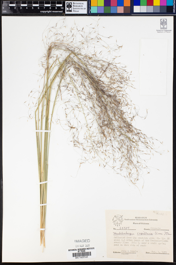 Muhlenbergia capillaris image