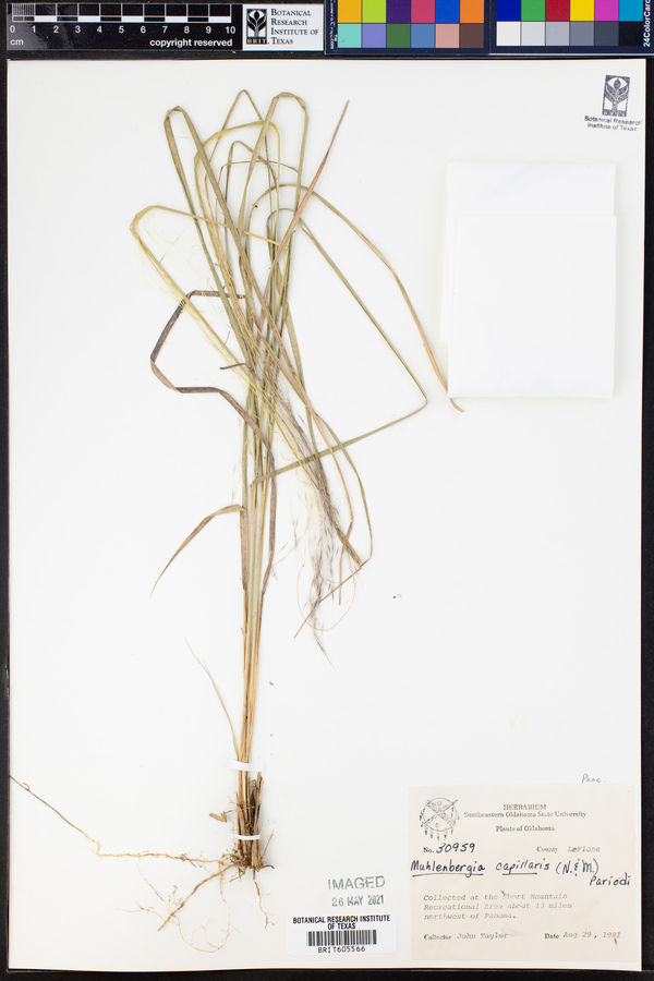 Muhlenbergia capillaris image