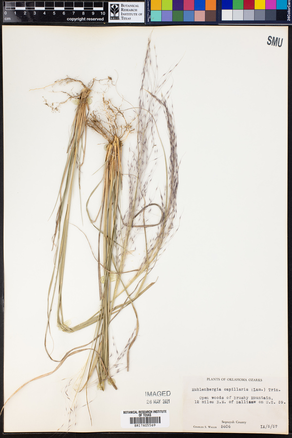 Muhlenbergia capillaris image