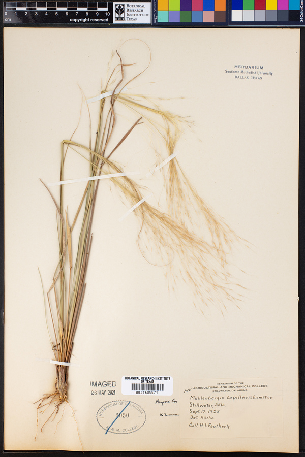 Muhlenbergia capillaris image