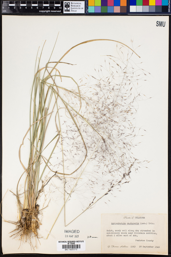 Muhlenbergia capillaris image