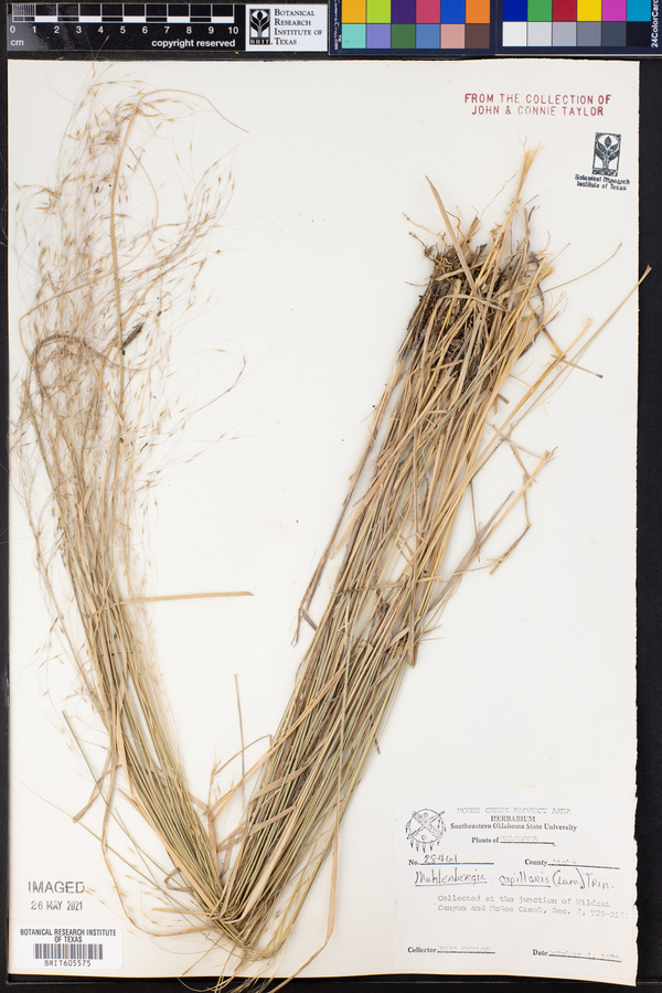 Muhlenbergia capillaris image