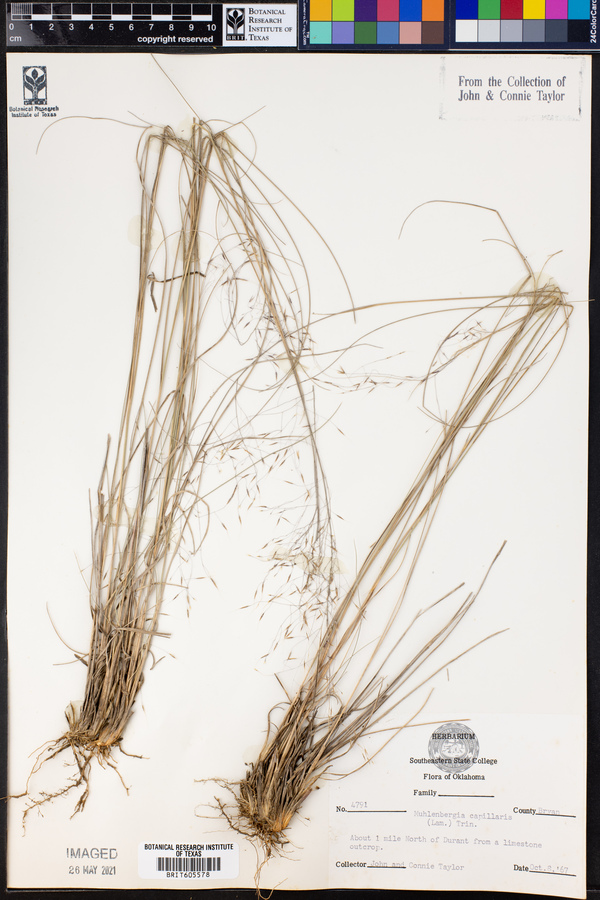 Muhlenbergia capillaris image