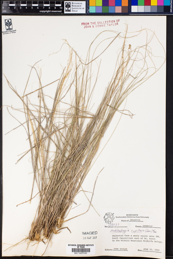 Muhlenbergia capillaris image