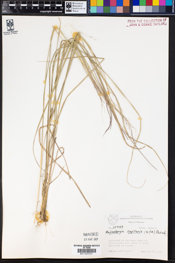Muhlenbergia capillaris image