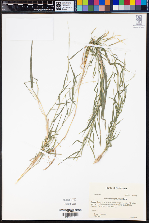 Muhlenbergia bushii image