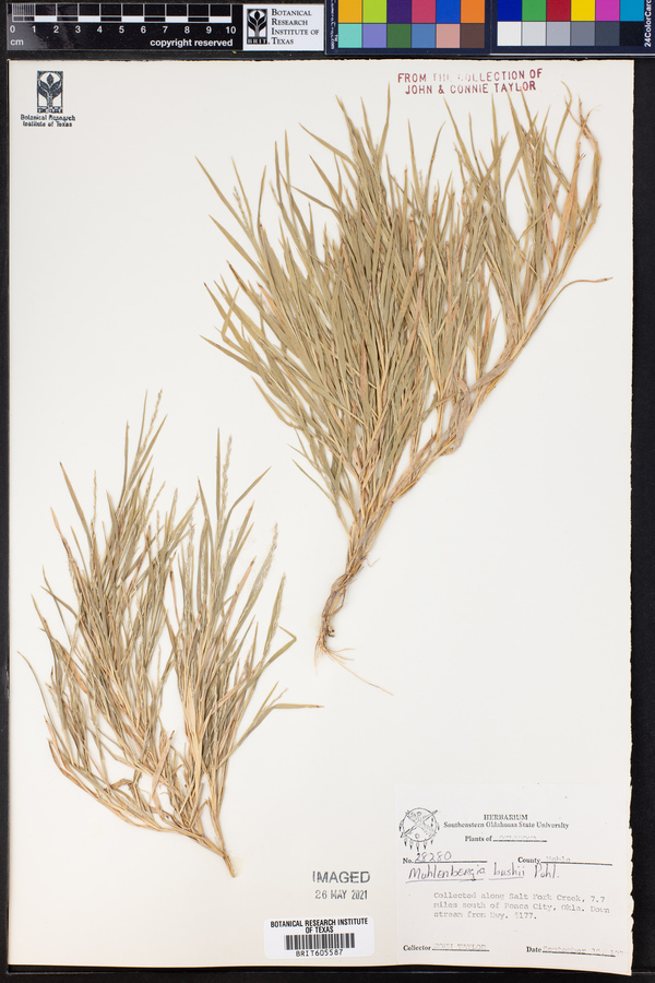 Muhlenbergia bushii image