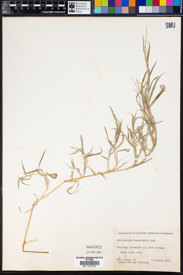 Muhlenbergia brachyphylla image