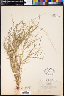 Muhlenbergia brachyphylla image