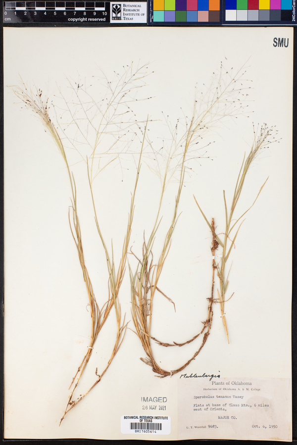 Muhlenbergia texana image