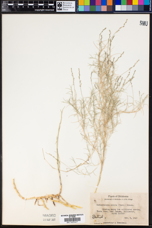 Muhlenbergia utilis image